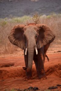 Read more about the article 1 Day Tsavo East Tour