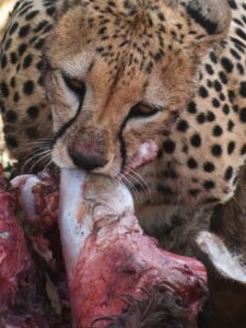 cheetah-in-masai-mara